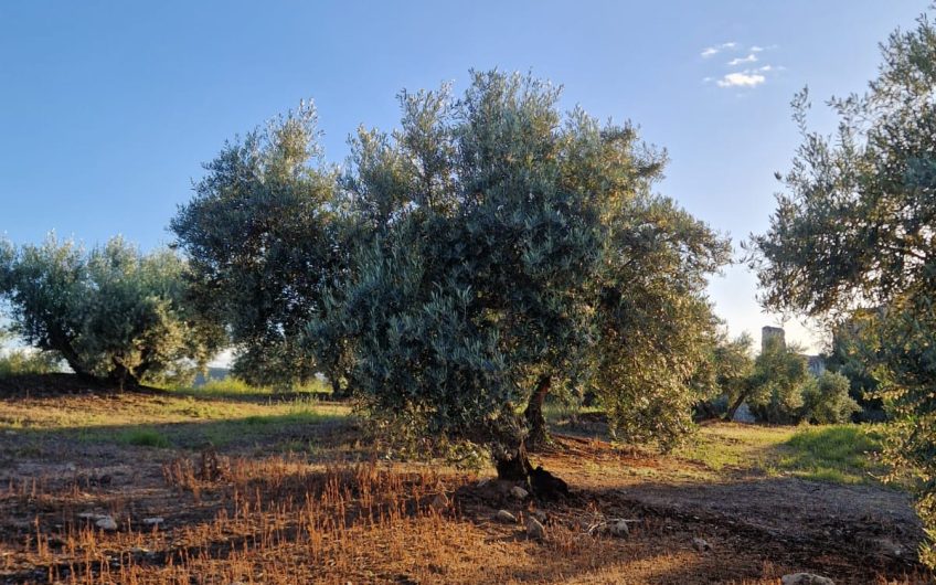 Magnífica Finca Rústica de Olivar en Torredelcampo!!!
