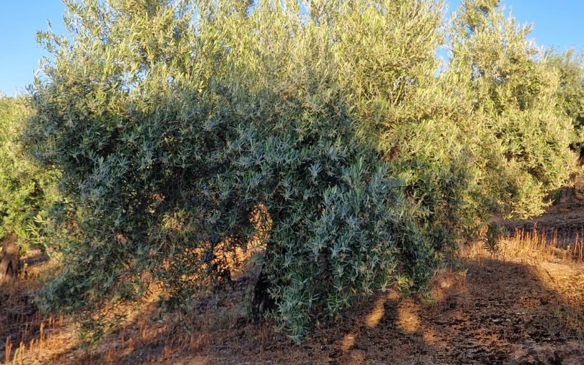Magnífica Finca Rústica de Olivar en Torredelcampo!!!