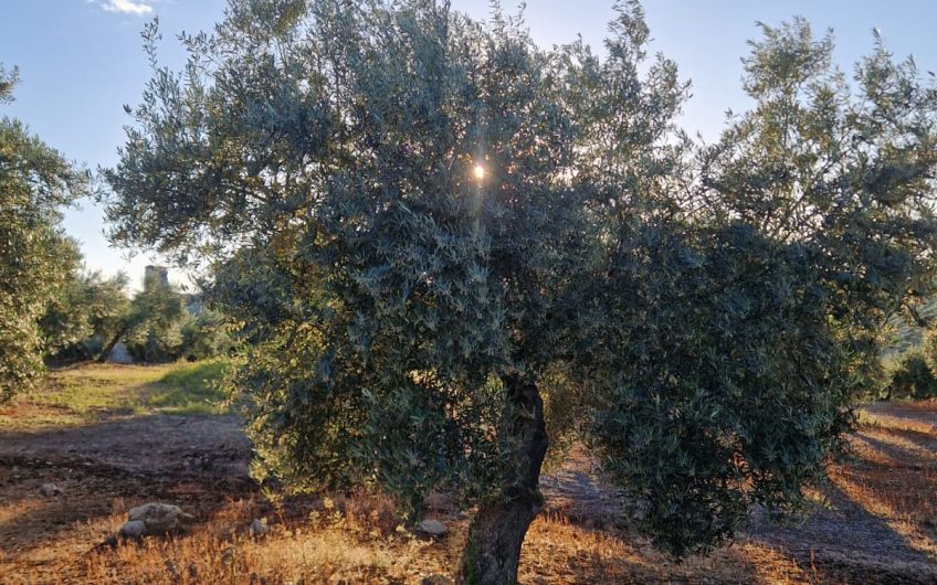 Magnífica Finca Rústica de Olivar en Torredelcampo!!!