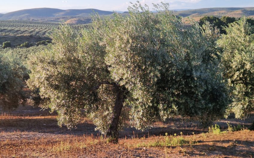 Magnífica Finca Rústica de Olivar en Torredelcampo!!!