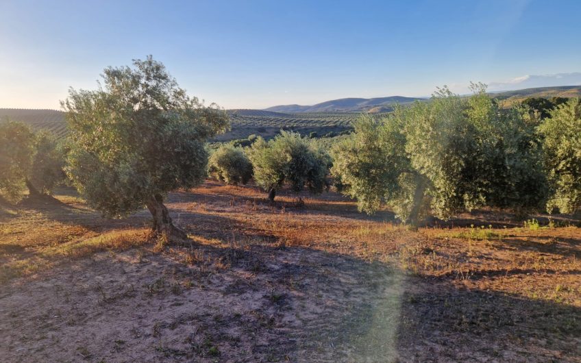 Magnífica Finca Rústica de Olivar en Torredelcampo!!!