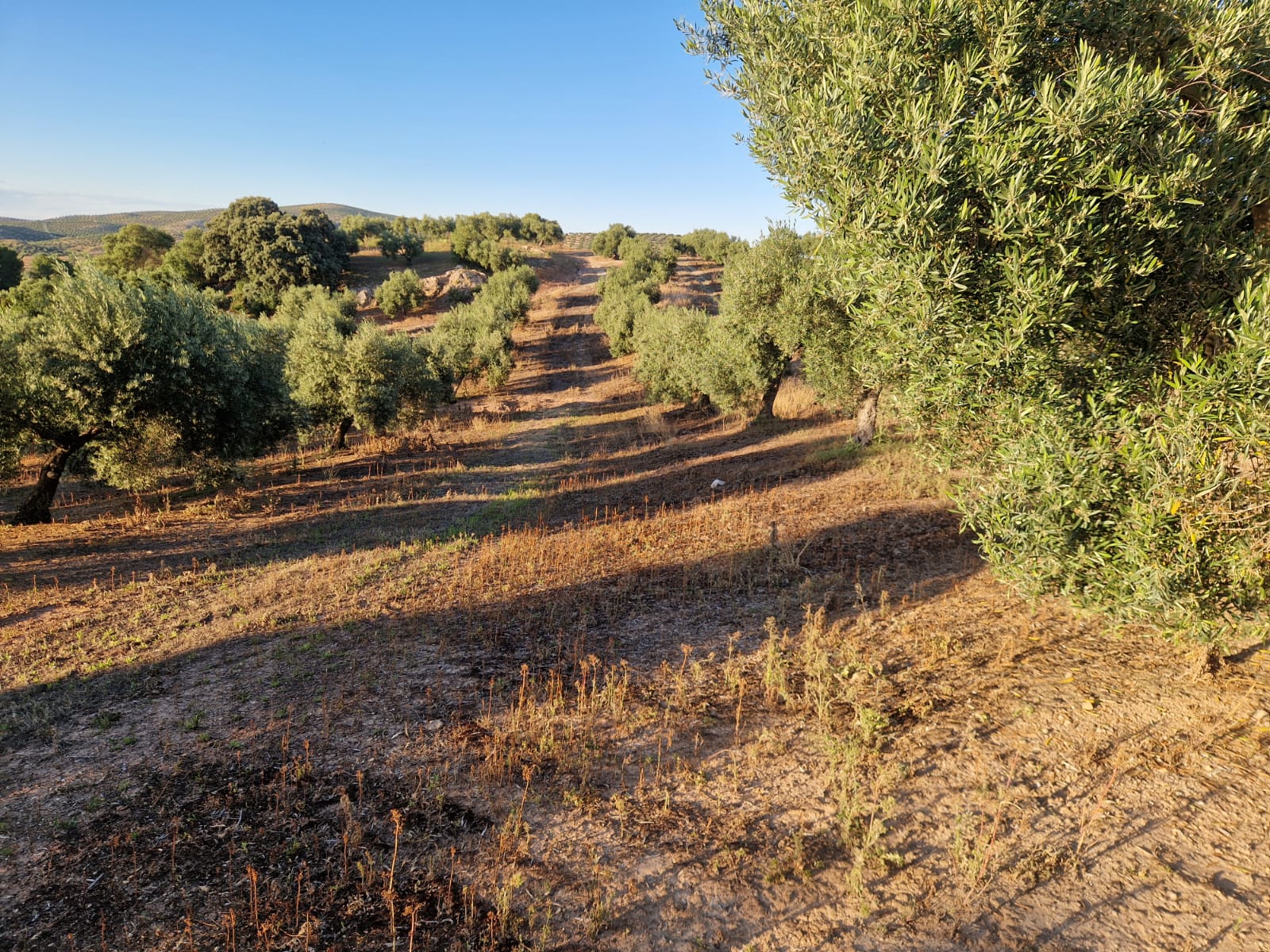 Magnífica Finca Rústica de Olivar en Torredelcampo!!!