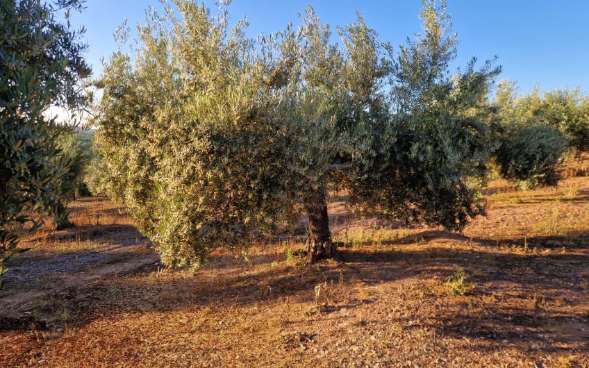 Magnífica Finca Rústica de Olivar en Torredelcampo!!!