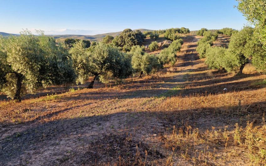 Magnífica Finca Rústica de Olivar en Torredelcampo!!!